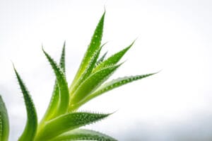 Най-добрите 6 растения за пречистване на въздуха и здравословен дом 4 Растения